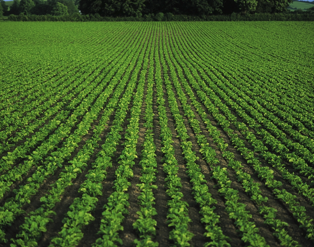 Co Tipperary Ireland - Sugar Beet Poster Print by The Irish Image Collection, 17 x 13