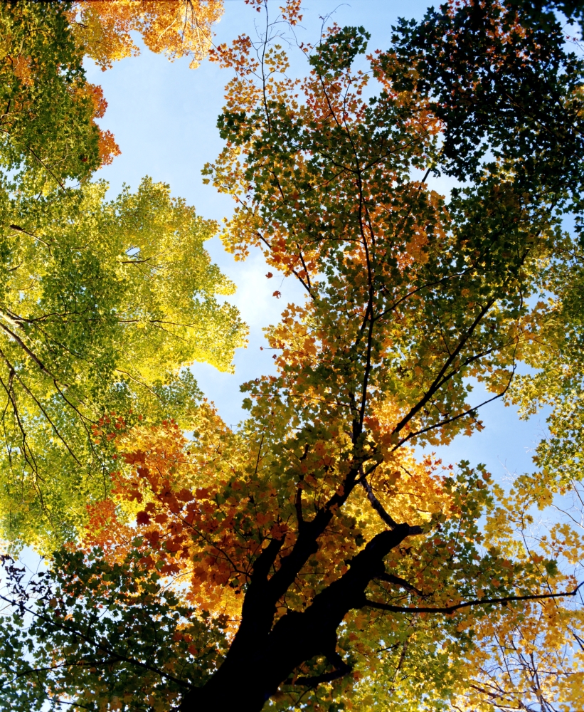 Autumn Trees Low-Angle Poster Print by David Chapman - 13 x 16