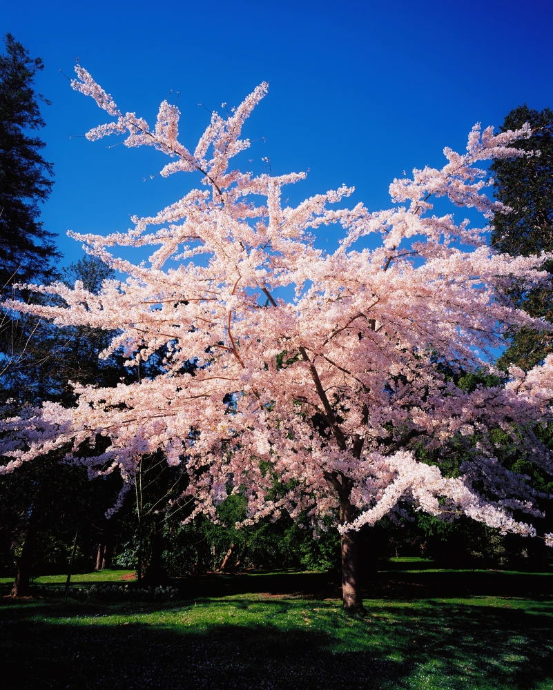 DPI1802806 Powerscourt Gardens Powerscourt Estate Co Wicklow Ireland Tree in Blossom Poster Print by The Irish Image Collection, 13 x 17