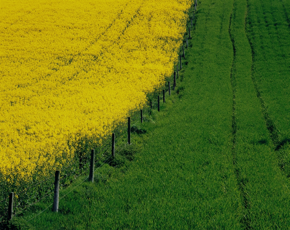 DPI1803059 Rapeseed Growing in a Field Ireland Poster Print by The Irish Image Collection, 17 x 13