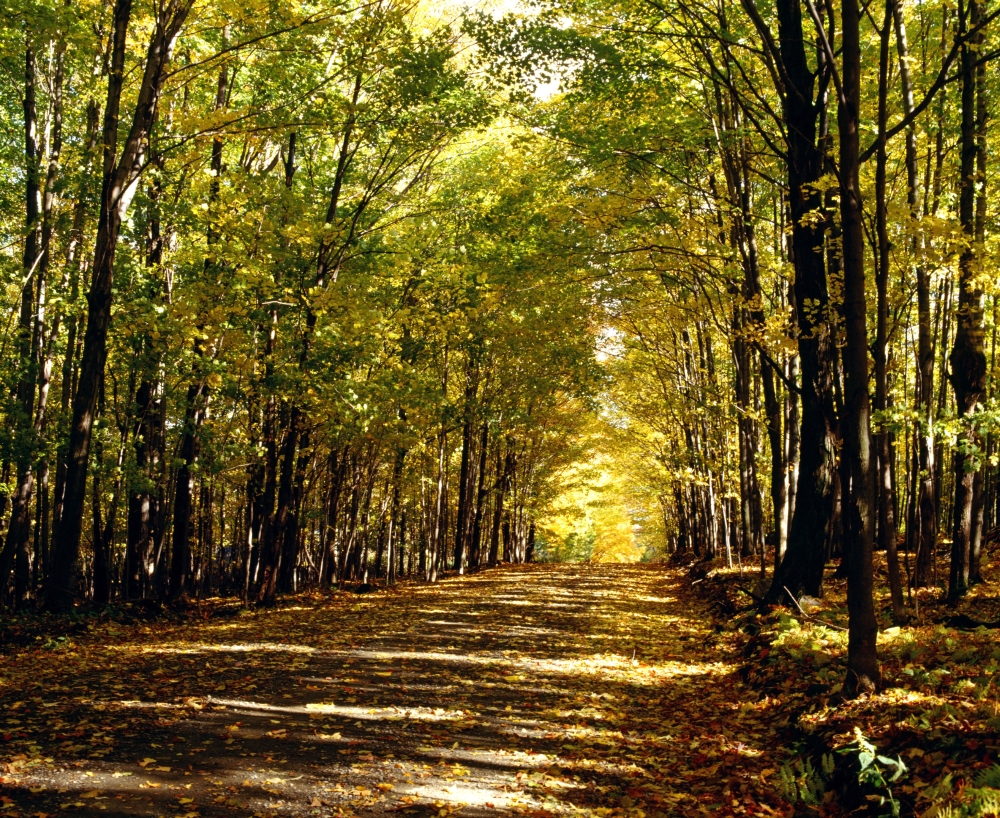 Tree Lined Road in Autumn Poster Print by David Chapman - 16 x 13