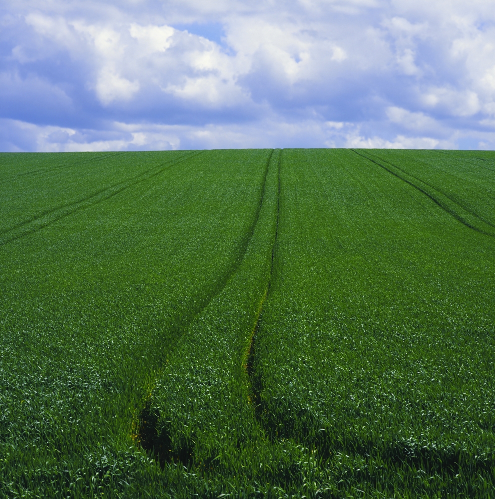 Grass Field Poster Print by The Irish Image Collection - 15 x 15