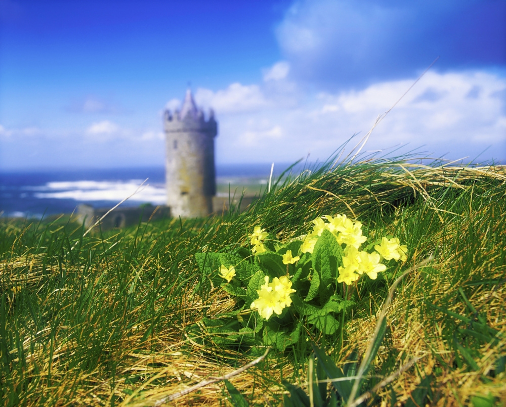 Primrose Flower in Foreground Doonagore Castle in The Distance Co Clare Poster Print - 17 x 13