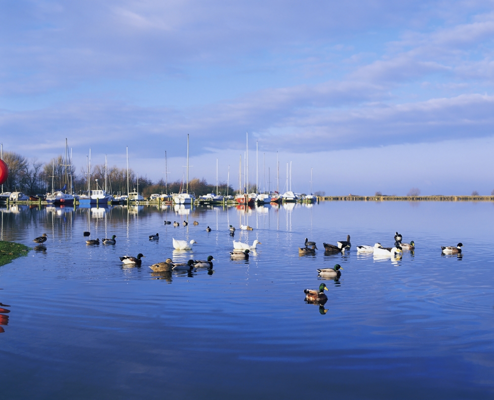 DPI1803614 Kinnego Marina Lough Neagh Co Antrim Ireland - Ducks Swimming by A Marina Poster Print by The Irish Image Collection, 17 x 13