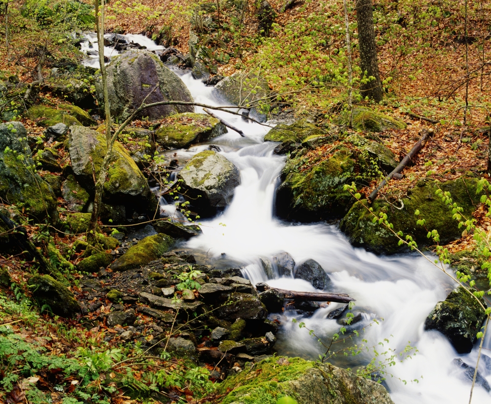 DPI1803927 River with Fallen Autumn Leaves in The Forest Poster Print by David Chapman, 16 x 13