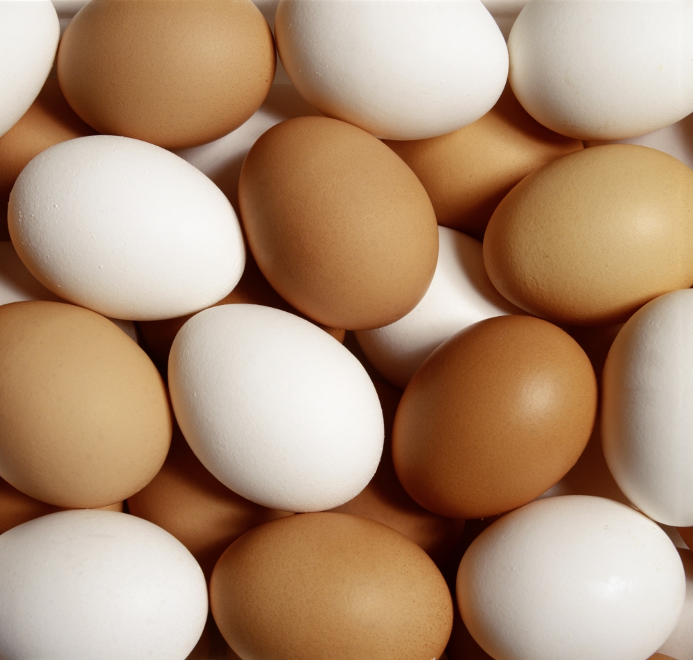 Eggs Poster Print by David Chapman, 14 x 13
