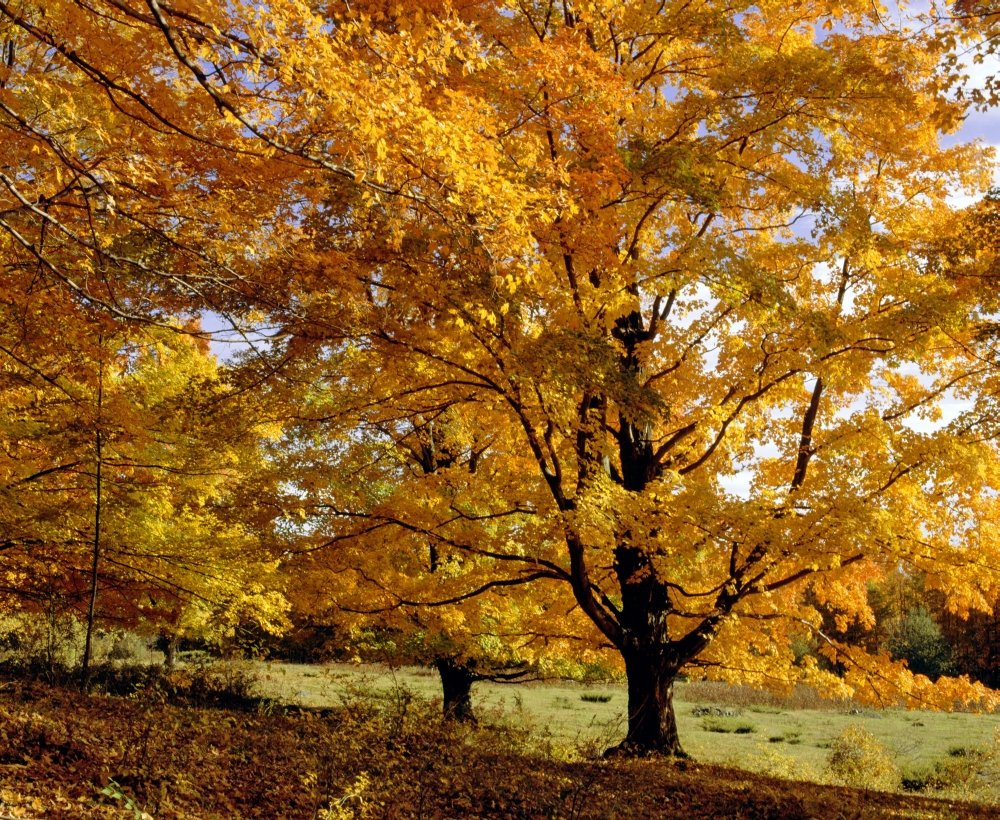 Fall Colours in Eastern Townships Quebec Canada Poster Print by David Chapman - 32 x 26 - Large