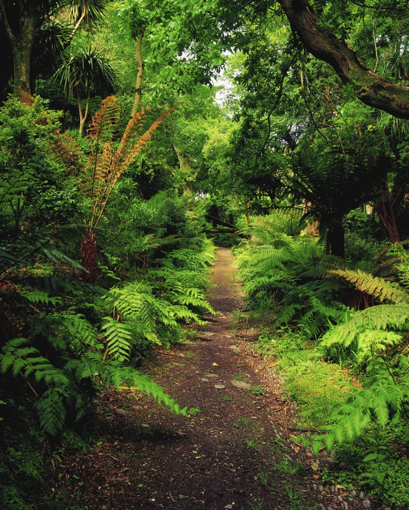 DPI1803312 Glanleam Co Kerry Ireland - Pathway Lined by Tree Ferns Dicksonia Antartica Poster Print by The Irish Image Collection, 13 x 17
