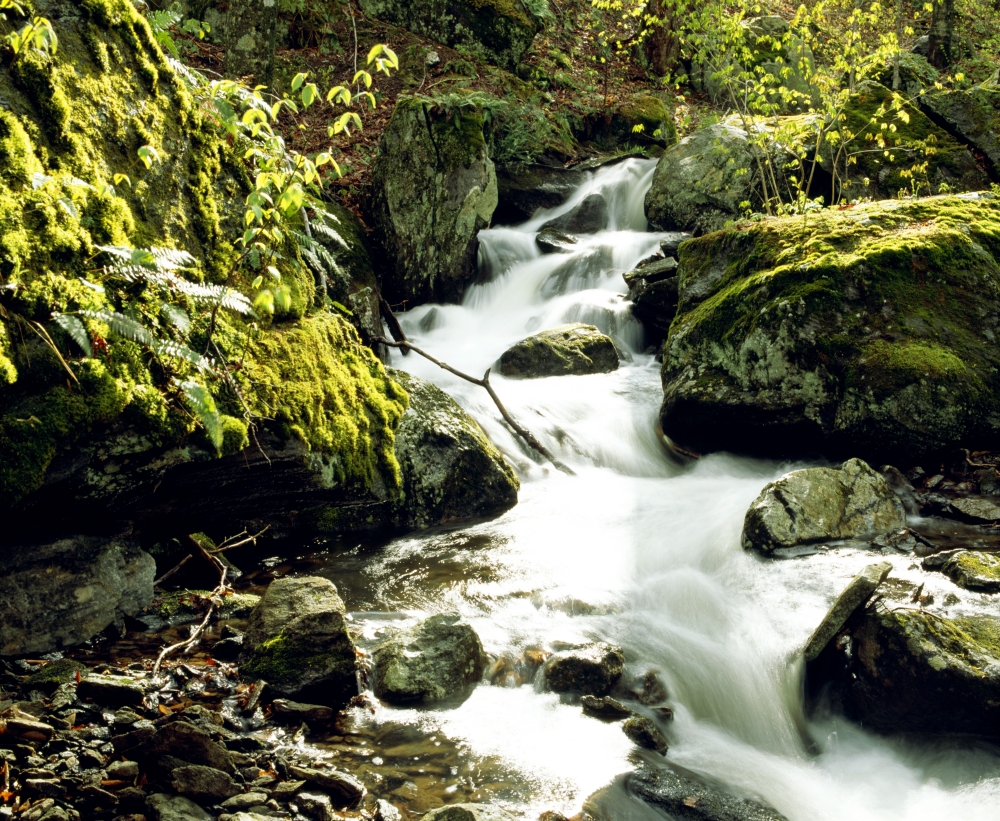 River with Rocks in The Forest Poster Print by David Chapman, 32 x 26 - Large