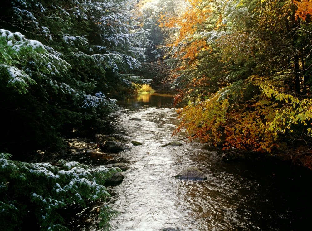 DPI1803932LARGE Forest with Creek Running Through It Poster Print by David Chapman, 32 x 24 - Large