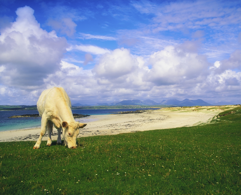 DPI1804274 Charolais Cow Mannin Bay Co Galway Ireland - Cow Grazing Poster Print by The Irish Image Collection, 17 x 13