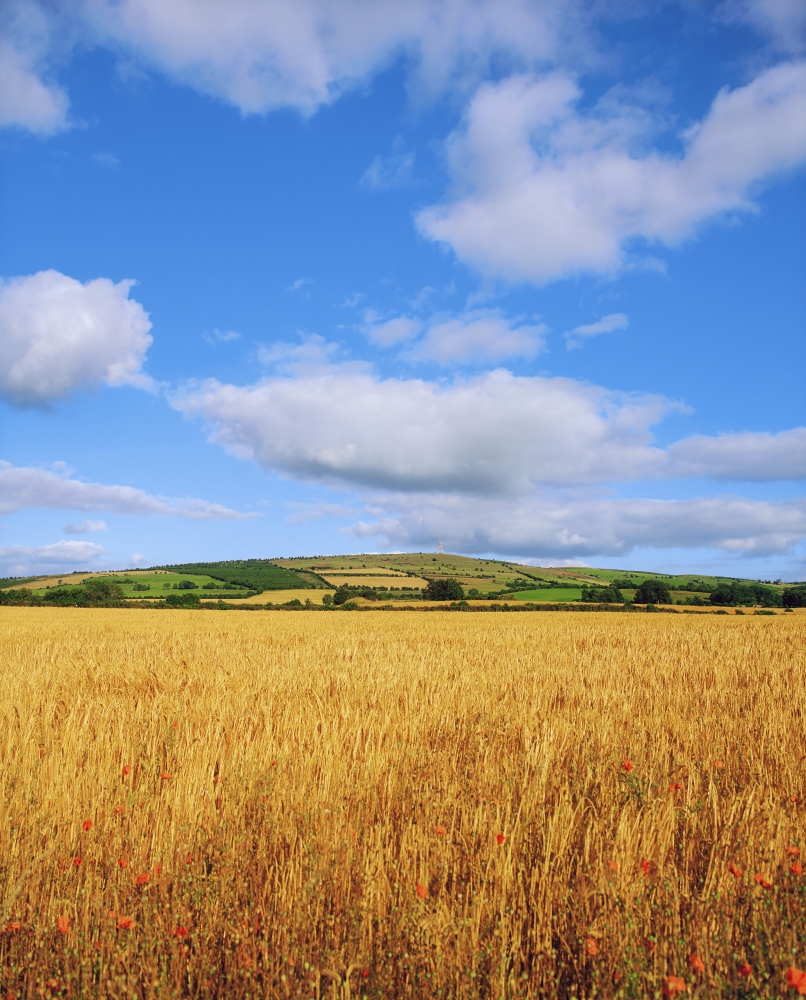 DPI1804317 Slieveardagh Hills Co Kilkenny Ireland - Wheat Field Poster Print by The Irish Image Collection, 13 x 17