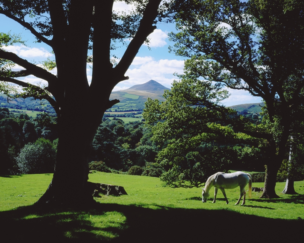 DPI1809352 Powerscourt Estate County Wicklow Ireland - White Horse Grazing in Park Poster Print by The Irish Image Collection, 17 x 13
