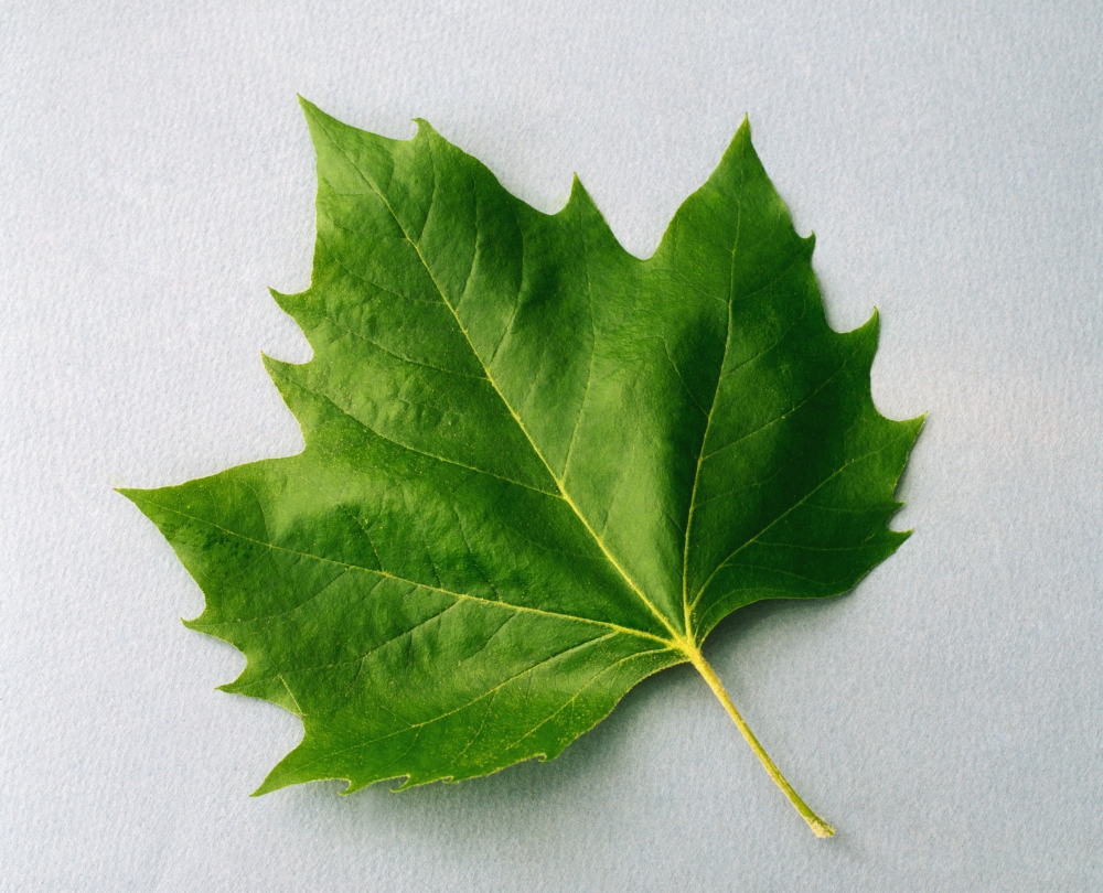 Maple Leaf Poster Print by The Irish Image Collection - 34 x 26 - Large