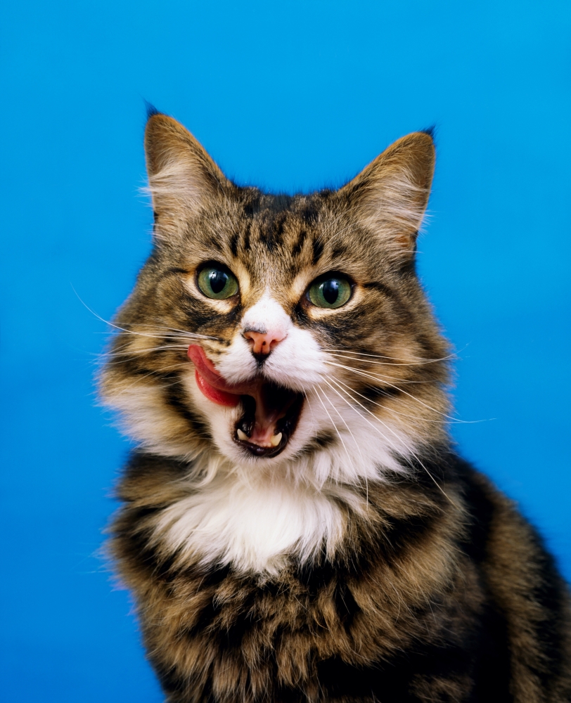 Tabby Cat Poster Print by The Irish Image Collection - 13 x 17