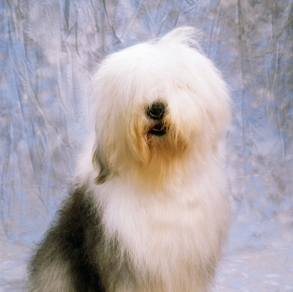 Old English Sheepdog Poster Print by The Irish Image Collection - 15 x 15