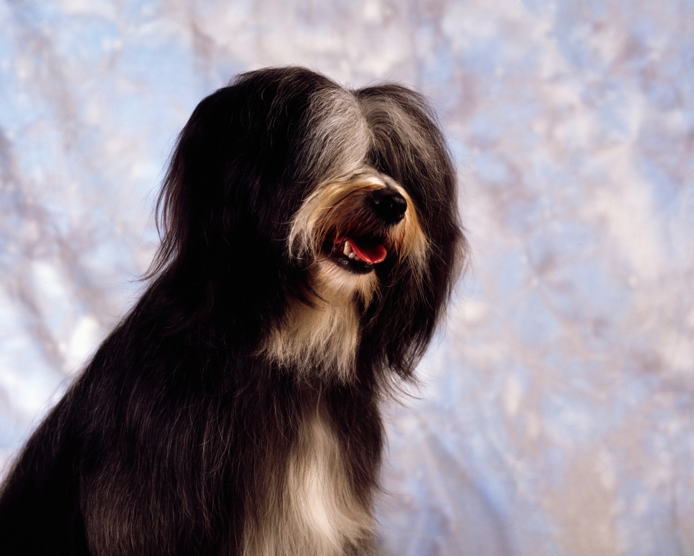 Tibetan Terrier Poster Print by The Irish Image Collection - 17 x 13