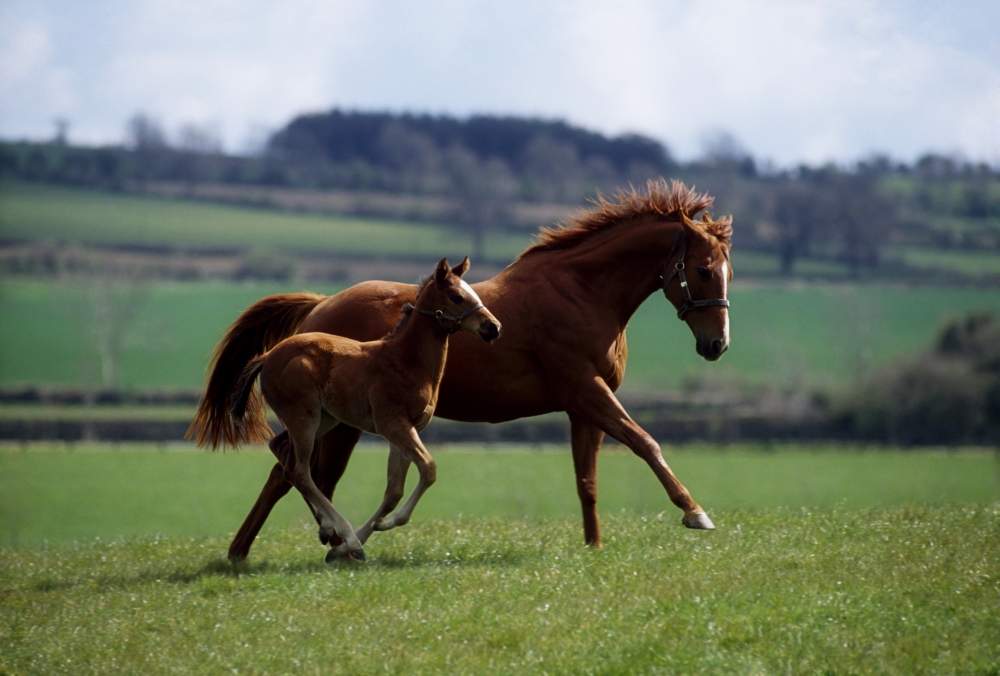 Thoroughbred Mare & Foal Ireland Poster Print by The Irish Image Collection, 36 x 24 - Large