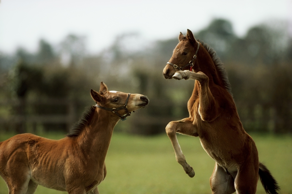 Thoroughbred Foals Playing Ireland Poster Print by The Irish Image Collection - 36 x 24 - Large