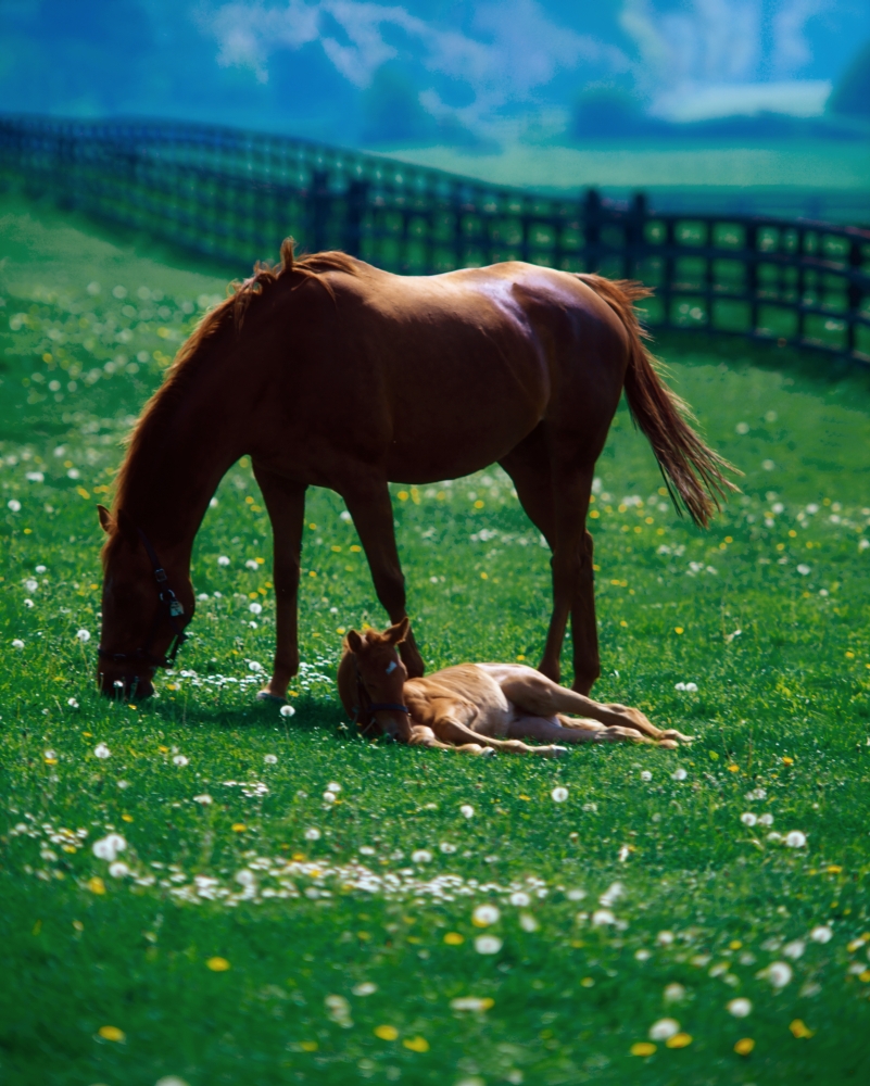 DPI1813363 Thoroughbred Mare & Foal Ireland Poster Print by The Irish Image Collection, 13 x 17