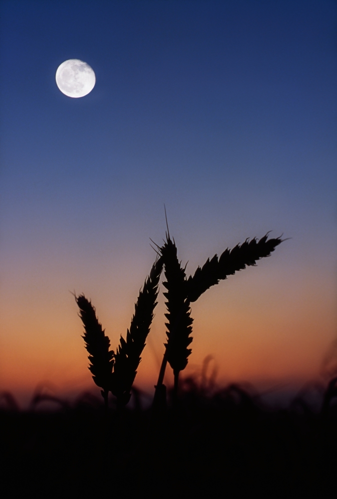Wheat Harvest Moon Poster Print by The Irish Image Collection - 12 x 18