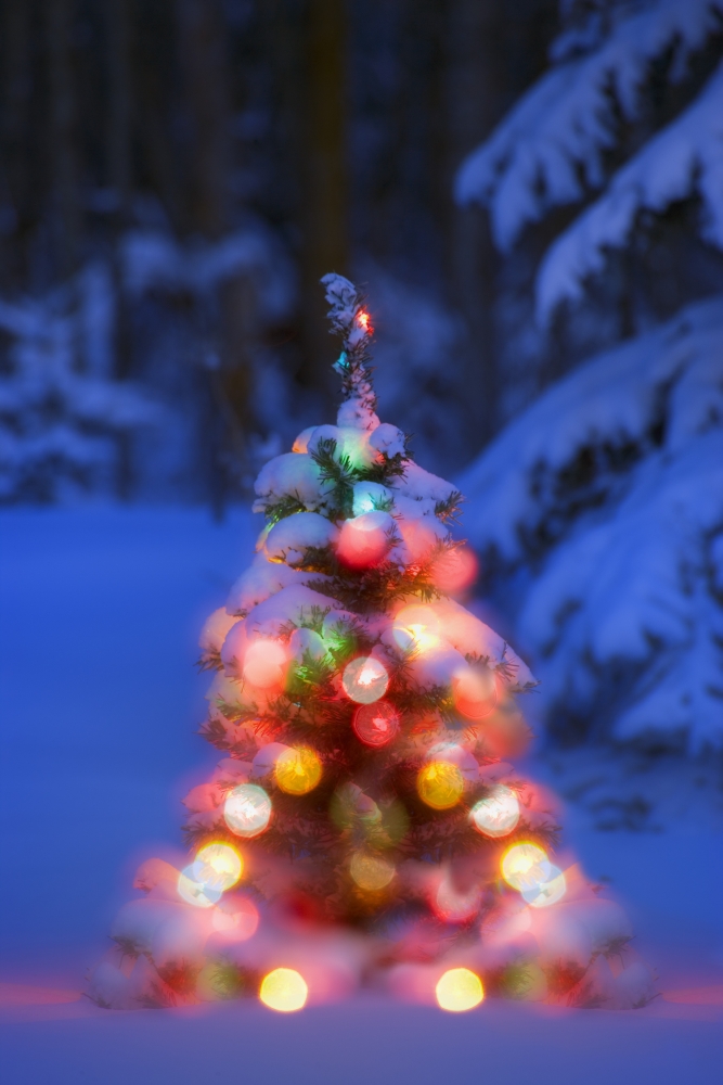 Illuminated Christmas Tree in a Forest Poster Print by Carson Ganci, 11 x 17
