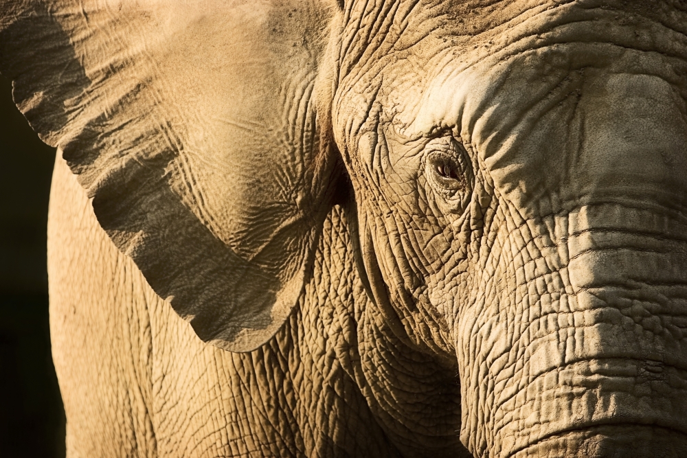 Elephant Poster Print by Chris & Kate Knorr - 18 x 12