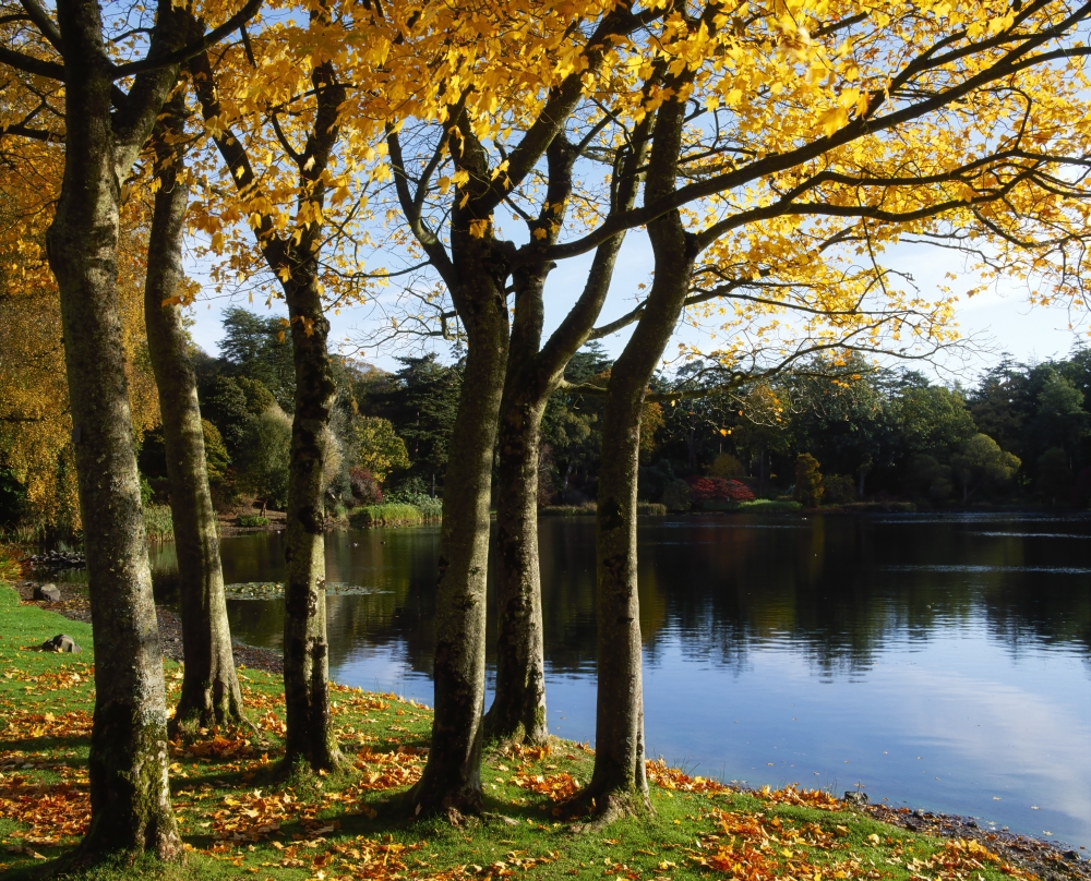 Lake & Trees Mount Stewart Co Down Ireland Poster Print by The Irish Image Collection - 17 x 13