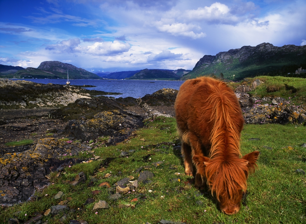 Highland Cattle Scotland Poster Print by The Irish Image Collection, 17 x 13
