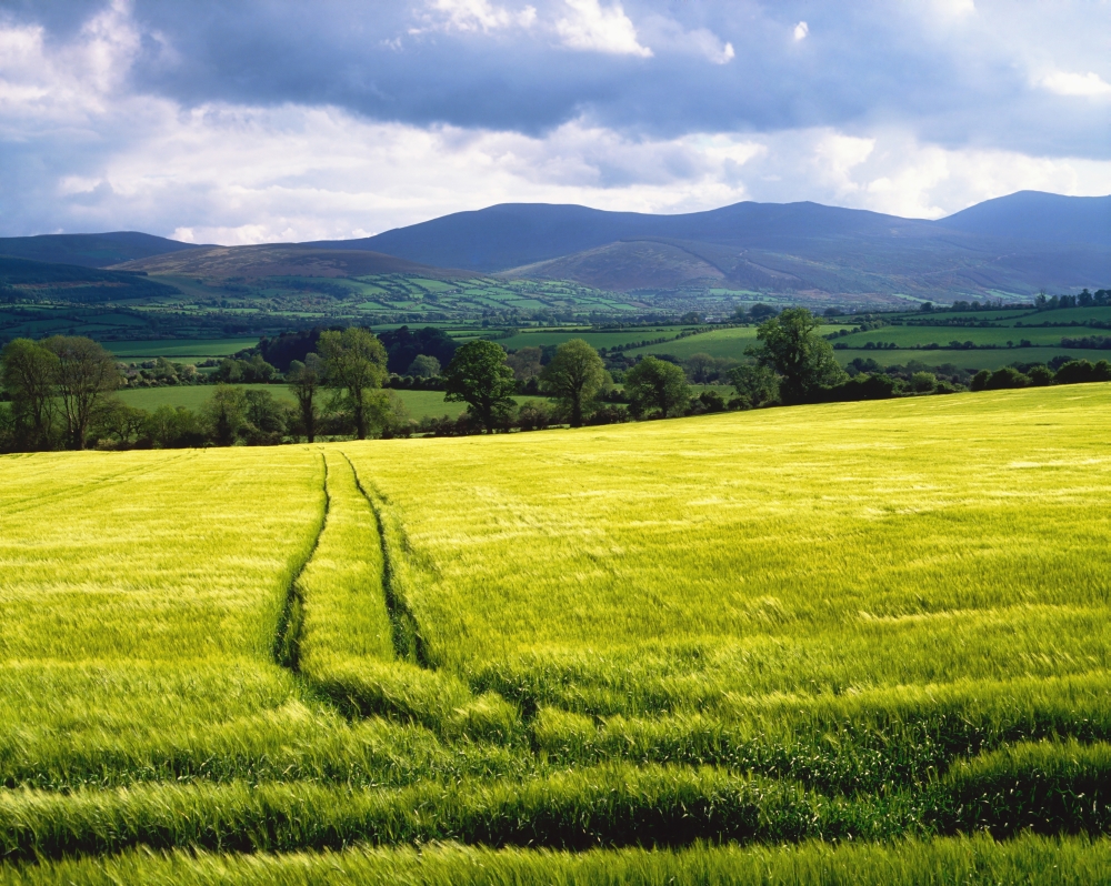 Barley Poster Print by The Irish Image Collection - 34 x 26 - Large