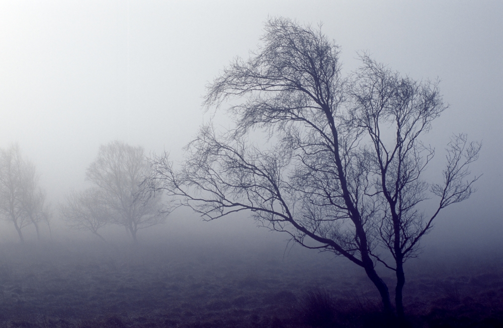 DPI1819727 Bare Trees in Thick Fog Peak District National Park Derbyshire England Poster Print by John Doornkamp, 19 x 12