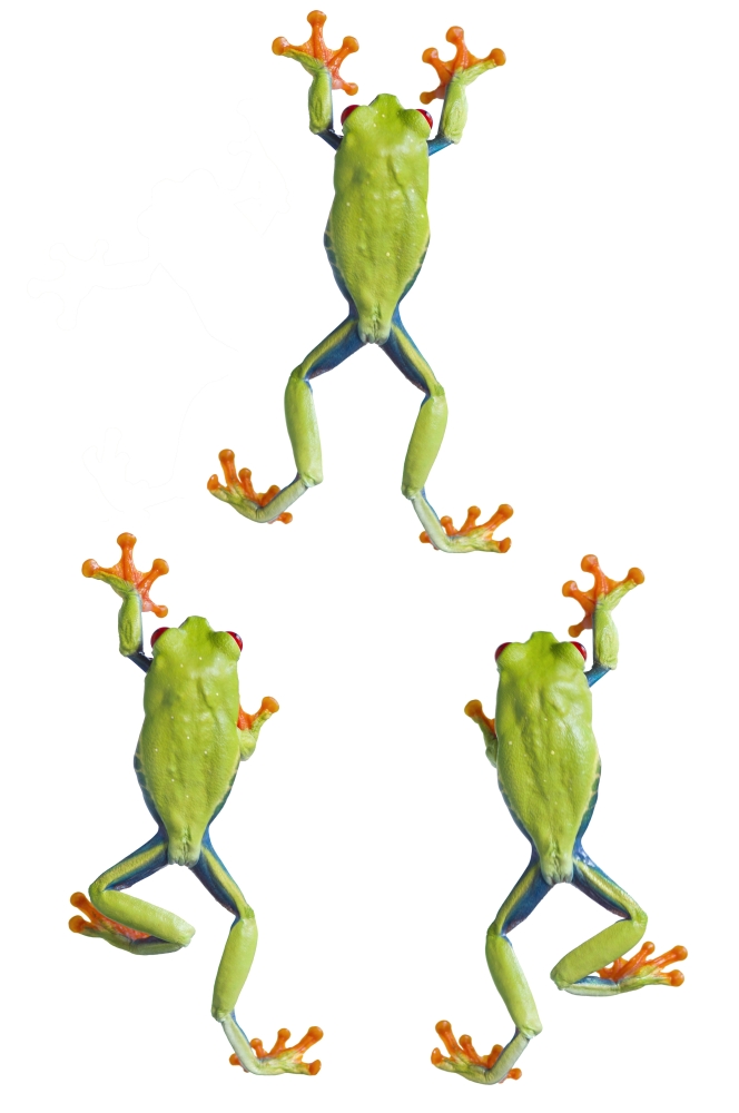 DPI1820123LARGE Three Red Eyed Tree Frogs Climbing Poster Print by Corey Hochachka, 22 x 34 - Large