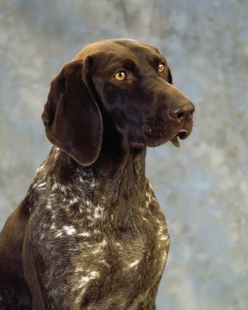 DPI1821701 German Pointer - Portrait of A Dog Poster Print by The Irish Image Collection, 13 x 17