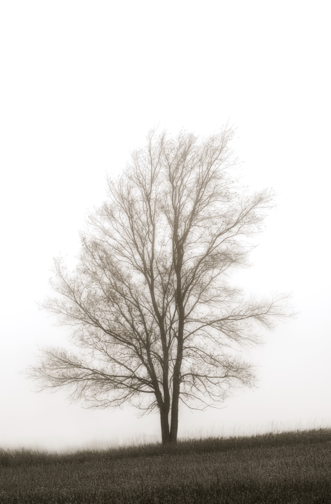Lone Tree in The Mist Poster Print by Chris & Kate Knorr, 24 x 36 - Large