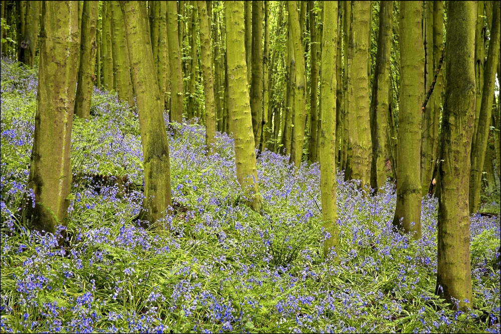 Bluebell Wood Impression Poster Print by Chris Upton, 17 x 11
