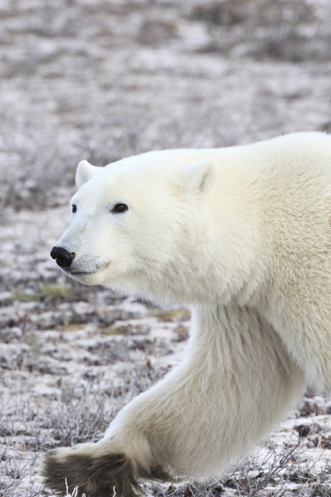 A Polar Bear Poster Print by Richard Wear, 11 x 17