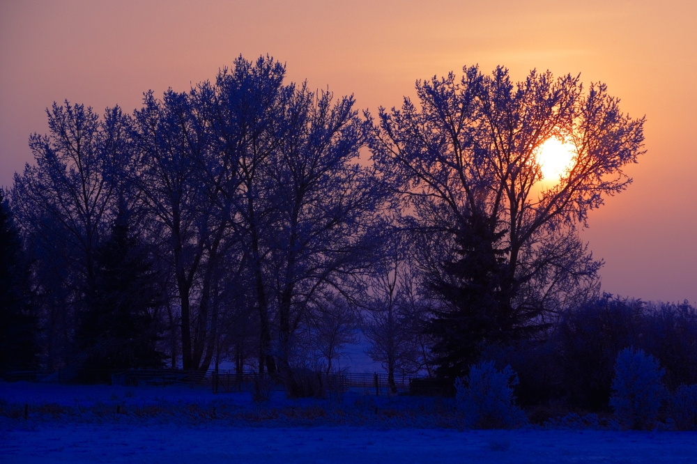Sun Peeking Through Some Trees Poster Print by Richard Wear - 17 x 11