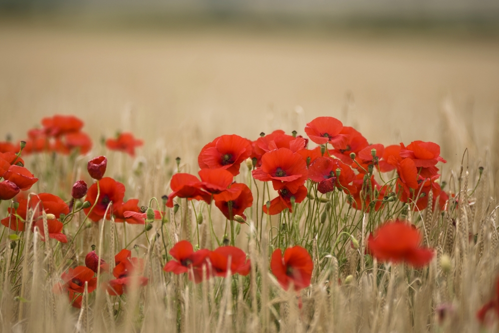 Poppies Growing Wild Poster Print by John Short, 34 x 22 - Large