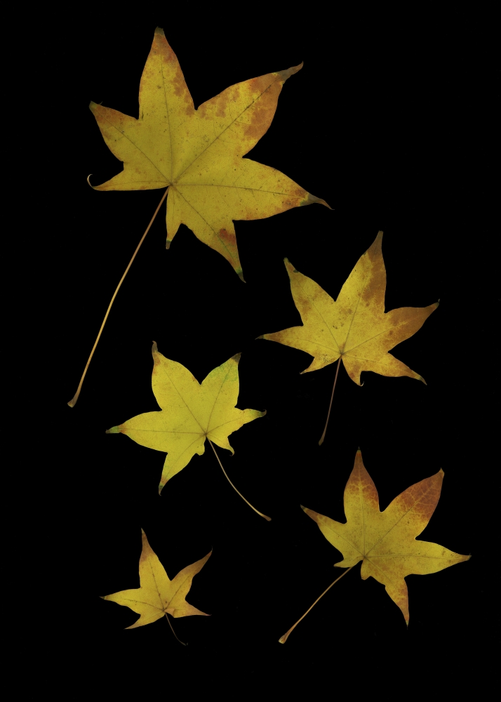 Autumn Leaves Poster Print by Deddeda, 12 x 17