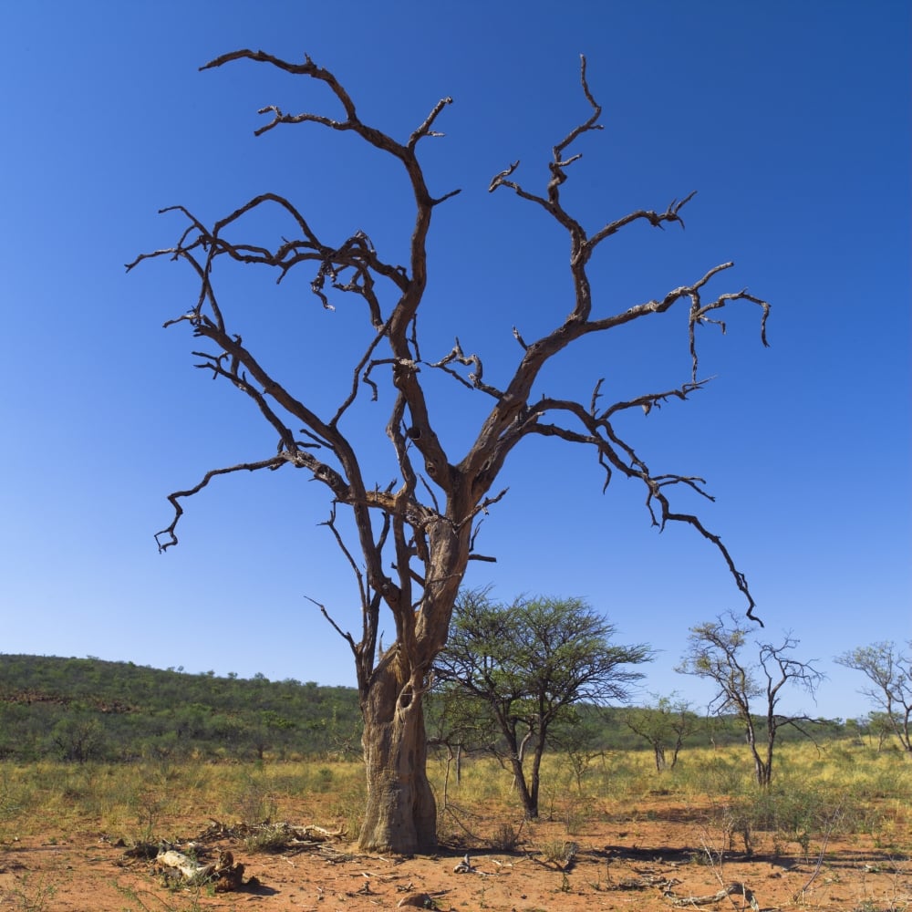 Dead Tree Namibia Africa Poster Print by Keith Levit, 24 x 24 - Large