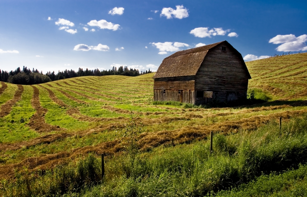Old Barn in a Field Poster Print by Steve Nagy - 36 x 22 - Large