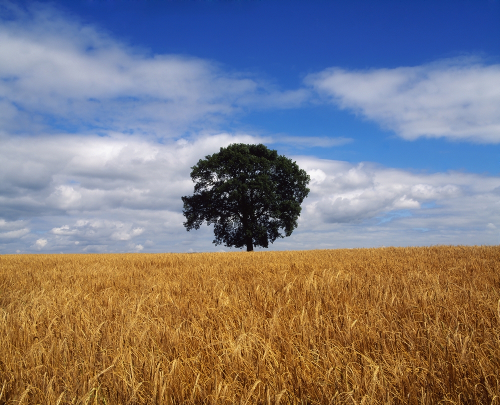 Ireland Barley Field with Oak Tree Poster Print by The Irish Image Collection, 32 x 26 - Large