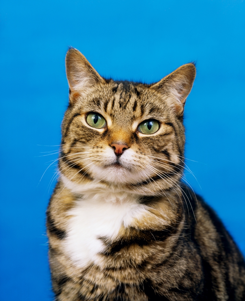 Tabby Cat Poster Print by The Irish Image Collection - 26 x 34 - Large