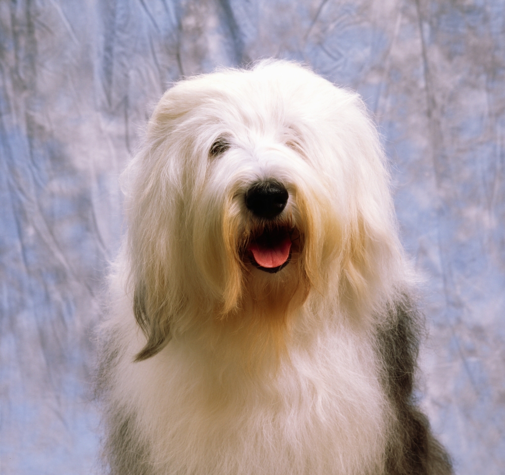 Old English Sheepdog Poster Print by The Irish Image Collection - 15 x 14