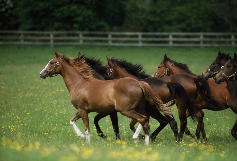 Thoroughbred Horses Ireland Poster Print by The Irish Image Collection