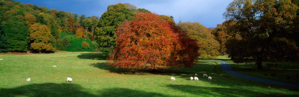 Beech Tree Glendalough Co Wicklow Ireland Poster Print by The Irish Image Collection - 34 x 11