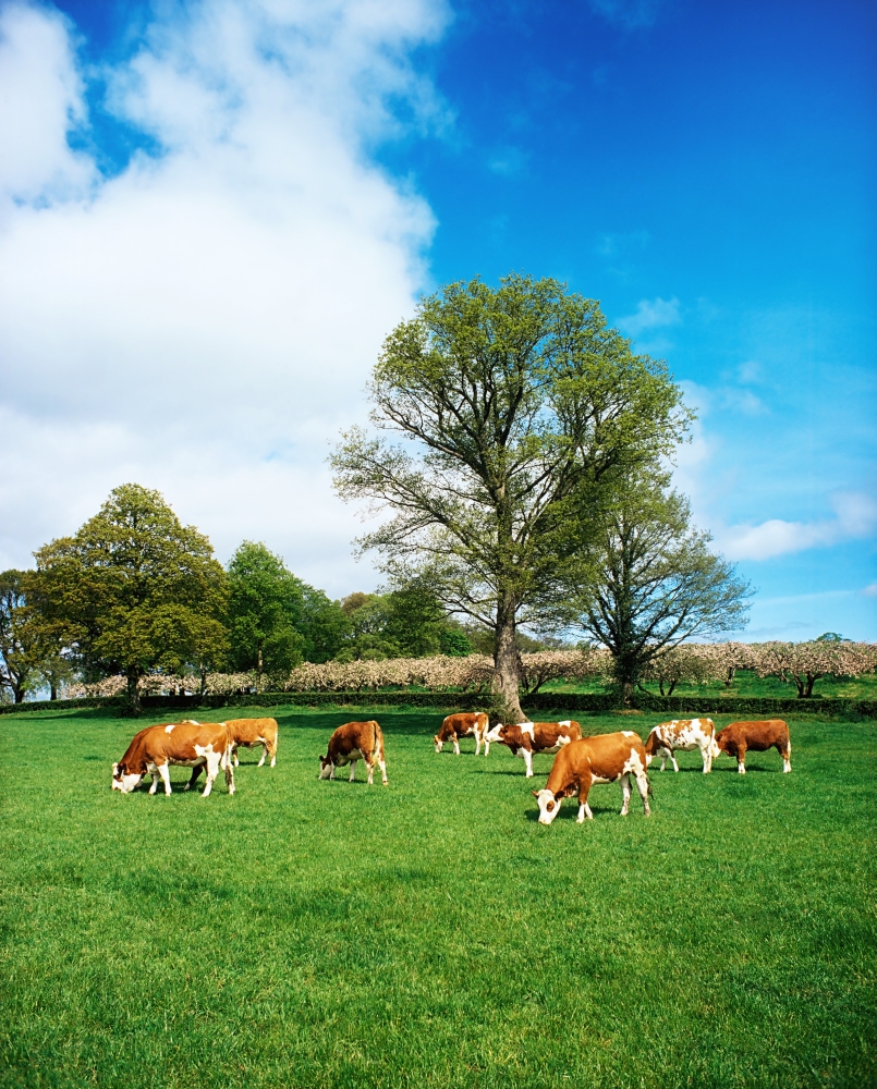 Hereford Bullocks Poster Print by The Irish Image Collection
