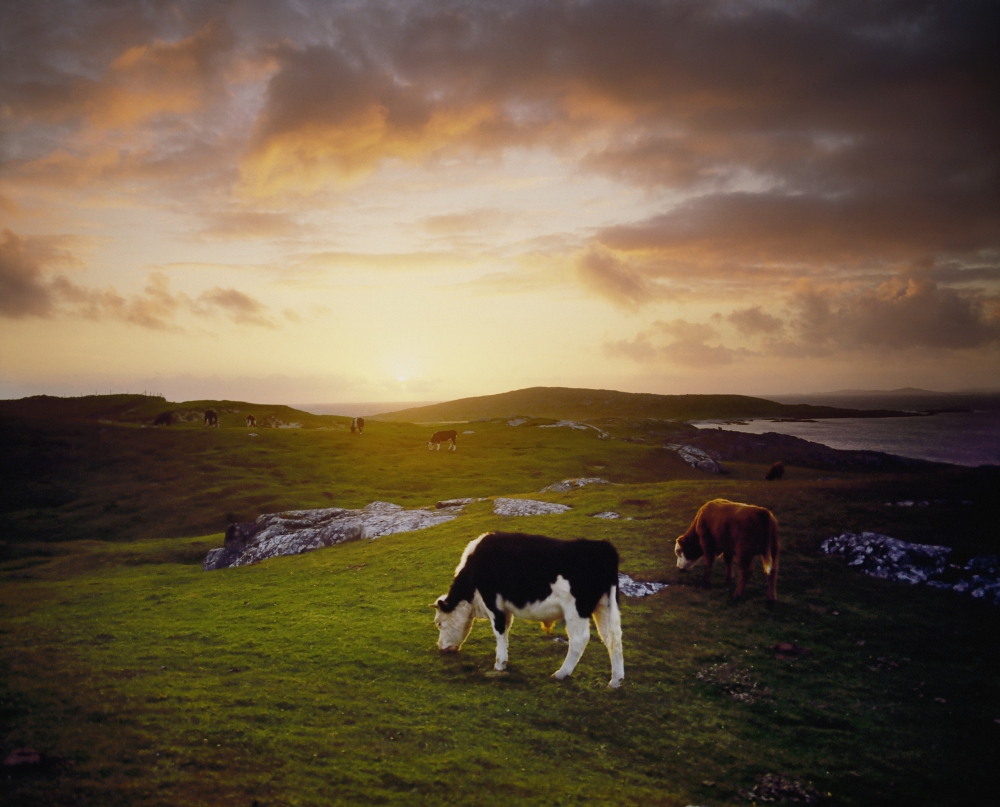 Cattle Mannin Bay Co Galway Ireland Poster Print by The Irish Image Collection - 17 x 13