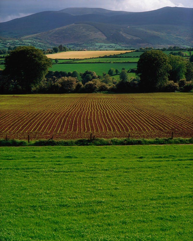 Sugar Beet Poster Print by The Irish Image Collection, 26 x 34 - Large
