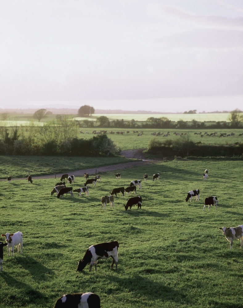DPI1817663 Friesian Bullocks Ireland - Herd of Cattle Grazing Poster Print by The Irish Image Collection, 13 x 17
